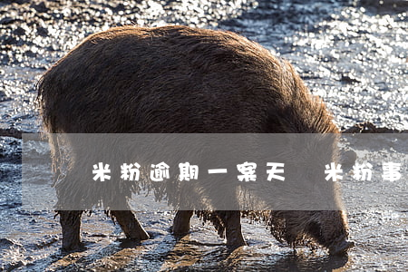 米粉逾期一案(天價米粉事件)