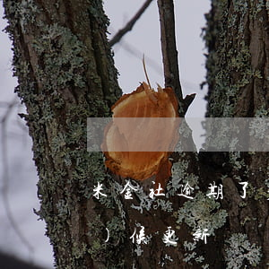 米金社逾期了多久(米金商城什么時(shí)候更新)