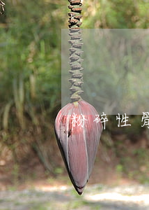粉碎性骨折(粉碎性骨折)