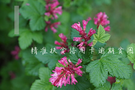 精准扶贫信用卡逾期(贫困户信用卡逾期)