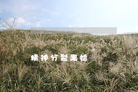 精神分裂离婚