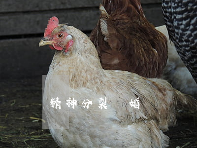 精神分裂離婚