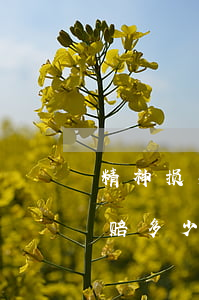 精神损失费一般赔多少(离婚精神损失费一般赔多少)