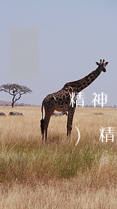 精神損害賠償標(biāo)準(zhǔn)(精神損害賠償標(biāo)準(zhǔn)2021)