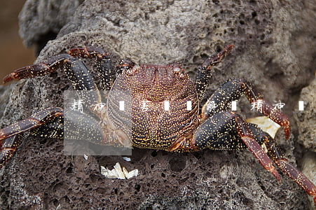 精神損害賠償解釋(精神損害賠償解釋全文)