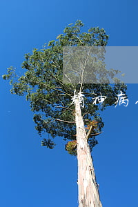 精神病人還不起貸款 精神病人還不起貸款