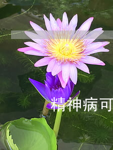 精神病可以適用累犯嗎