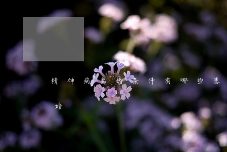 精神病离婚条件有哪些(患精神类疾病能否离婚)
