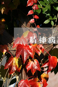精神病离婚要哪些程序