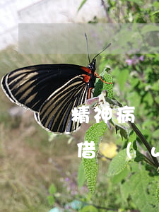 精神病網(wǎng)貸確實還不起(精神病借網(wǎng)貸還不了)
