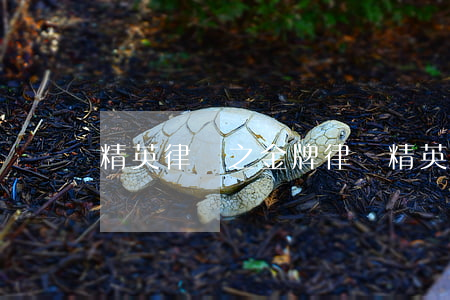 精英律師之金牌律師(精英律師作者)