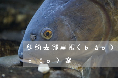 糾紛去哪里報(bào)案(糾紛去哪里報(bào)案)