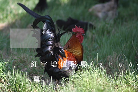 紅字增值稅專(zhuān)用發(fā)票