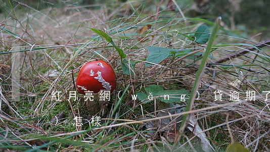 紅月亮網(wǎng)貸逾期了會(huì)怎樣