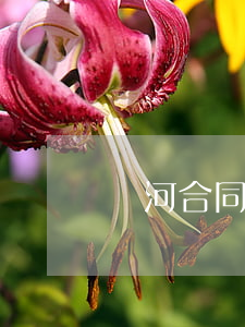 紅河合同債務(wù)糾紛律師