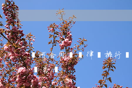 紅河合同糾紛律師排行(紅河州律師事務所免費咨詢)