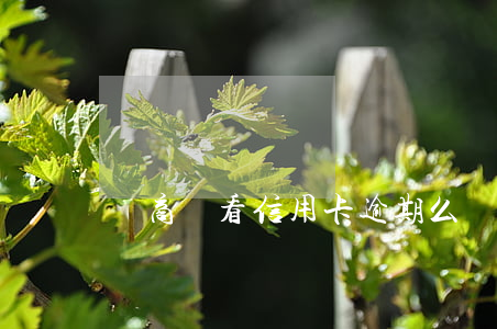 純商貸看信用卡逾期么
