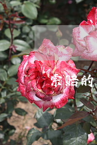 索赔的有效期为多少天