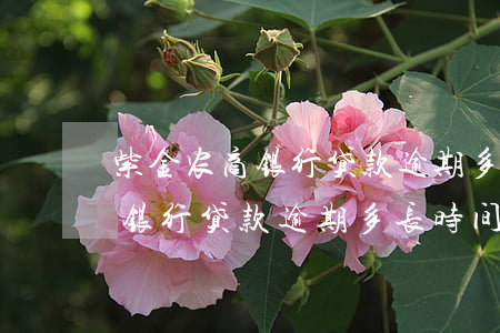 紫金农商银行贷款逾期多久会打电话-农商银行贷款逾期多长时间会被起诉