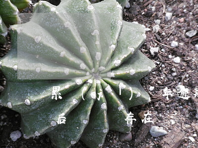累計(jì)兩年逾期未還款(逾期還清五年后記錄還存在)