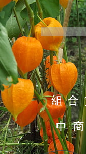 組合貸款中商業(yè)貸款逾期(組合貸款中商業(yè)貸款逾期)