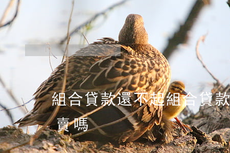 組合貸款還不起(組合貸款未還清的房子可以賣嗎)