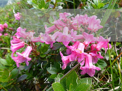 結(jié)婚二個(gè)月想離婚彩禮怎么算(結(jié)婚兩個(gè)月女方提出離婚彩禮怎么辦)