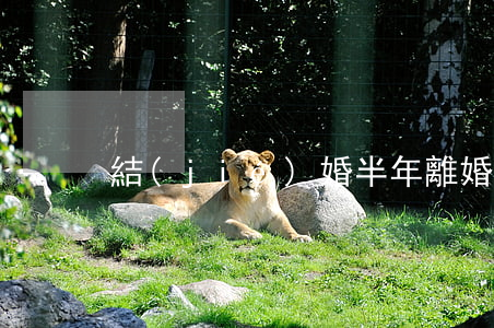 結(jié)婚半年離婚彩禮退嗎