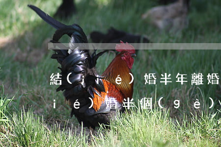 結(jié)婚半年離婚彩禮還給不(結(jié)婚半個(gè)月離婚能要回多少彩禮)
