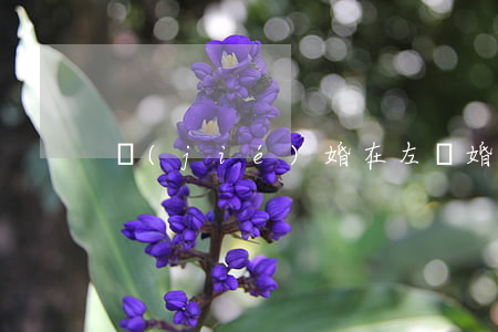結(jié)婚在左離婚在右