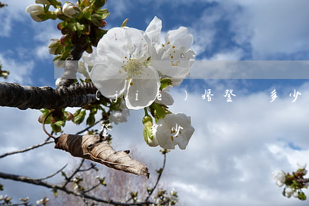 結(jié)婚登記多少錢(結(jié)婚證登記多少錢)