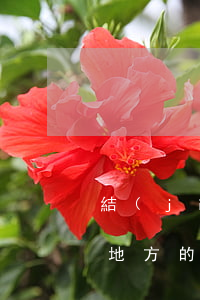 結(jié)婚證怎么領(lǐng)(兩個地方的人結(jié)婚證怎么領(lǐng))