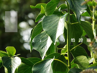 結(jié)婚證斯了怎么離婚