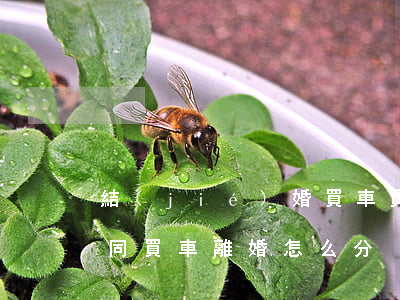 結(jié)婚買車買房離婚怎么分(婚后共同買車離婚怎么分)