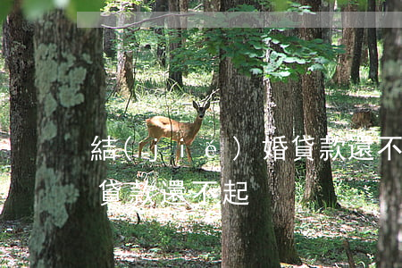 結(jié)婚貸款還不起(結(jié)婚貸款還不起)