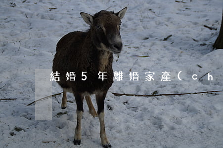 結婚5年離婚家產(chǎn)應怎么分
