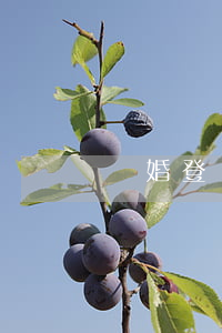 結婚登記多少錢(2021結婚登記要多少錢)