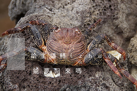 給主播轉(zhuǎn)賬報(bào)案能要回來嗎