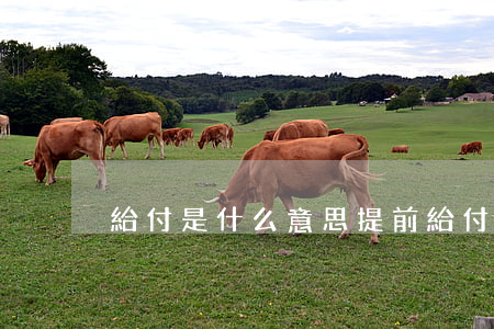 給付是什么意思(提前給付是什么意思)