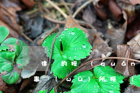 給律師的授權(quán)委托書圖片(律師事務(wù)所授權(quán)委托書范本)