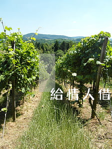 給情人借錢起訴(錢借給情人,可以起訴要回嗎)
