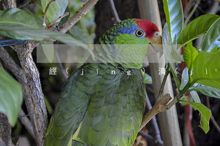 經(jīng)濟(jì)民事訴訟書范本