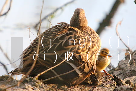 經(jīng)濟(jì)糾紛起訴費(fèi)收費(fèi)標(biāo)準(zhǔn)(經(jīng)濟(jì)糾紛法院訴訟費(fèi)收費(fèi)標(biāo)準(zhǔn))