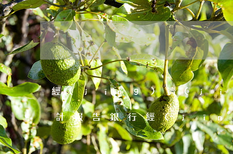 經(jīng)濟(jì)責(zé)任審計報告(銀行經(jīng)濟(jì)責(zé)任審計報告)