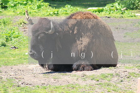 經(jīng)濟(jì)適用住房買賣合同