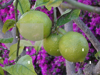經(jīng)濟(jì)適用房可以買賣(經(jīng)濟(jì)適用房稅費(fèi))