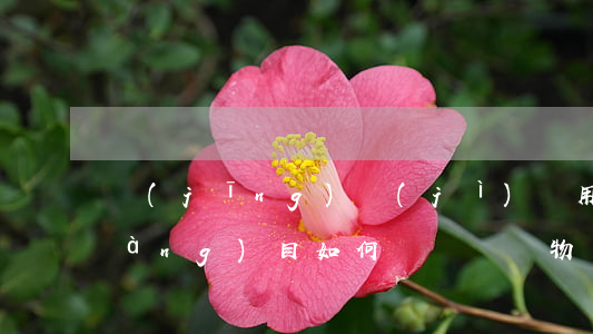 經(jīng)濟(jì)適用房項(xiàng)目如何選擇選擇物業(yè)服務(wù)