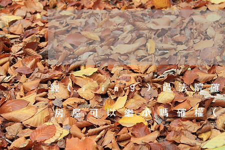 經(jīng)過法院確權(quán)的房屋可以繼承嗎(確權(quán)的土地可以繼承嗎)