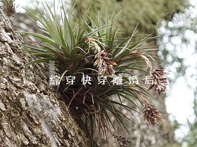 綜穿快穿離婚后