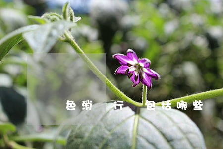 綠色消費行為包括哪些